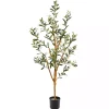 Slender Olive Branch Tree in Nursery Planter