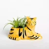 Succulent in Tiger Planter