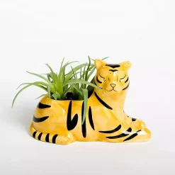 Succulent in Tiger Planter